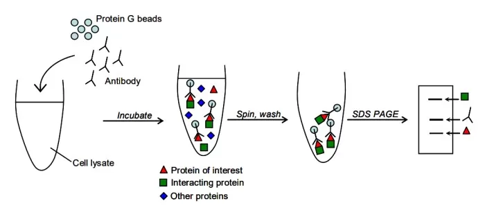 Principle of the co-immunoprecipitation technique (Wavreille, 2006)